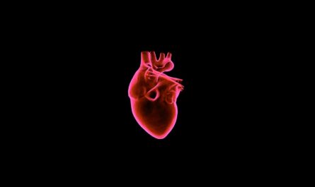 Ученые из США вырастили сердечную ткань