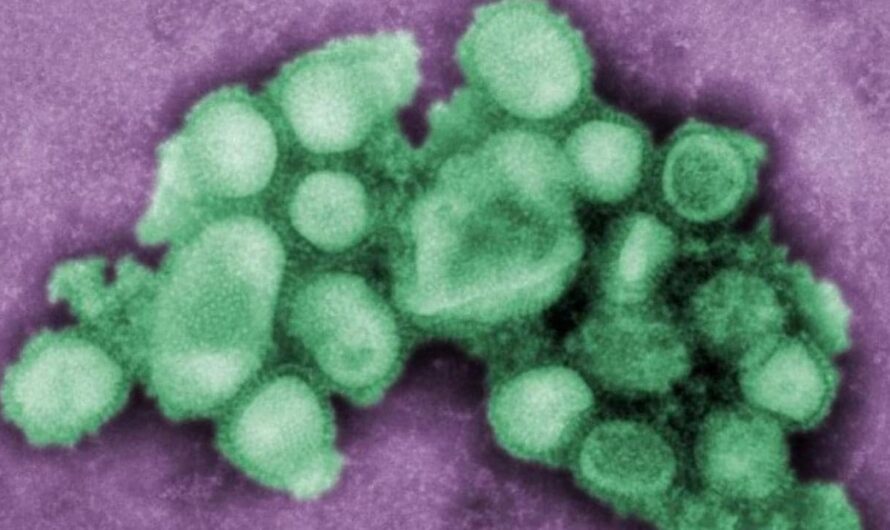 Выявлен новый штамм свиного гриппа, который может привести к пандемии
