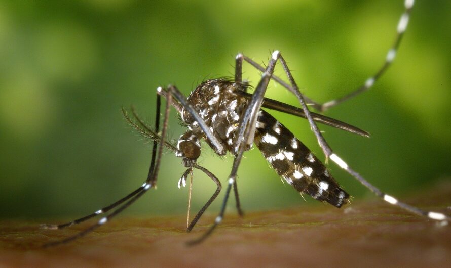 Лихорадка денге атакует страны Азии