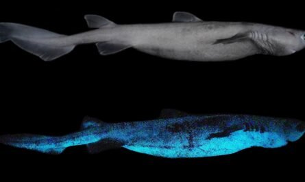 Ученые обнаружила три вида светящихся в темноте акул
