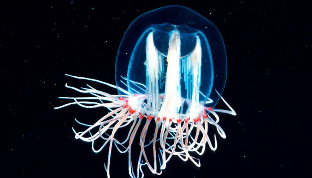 Ученые нашли гены, делающие бессмертных медуз бессмертными