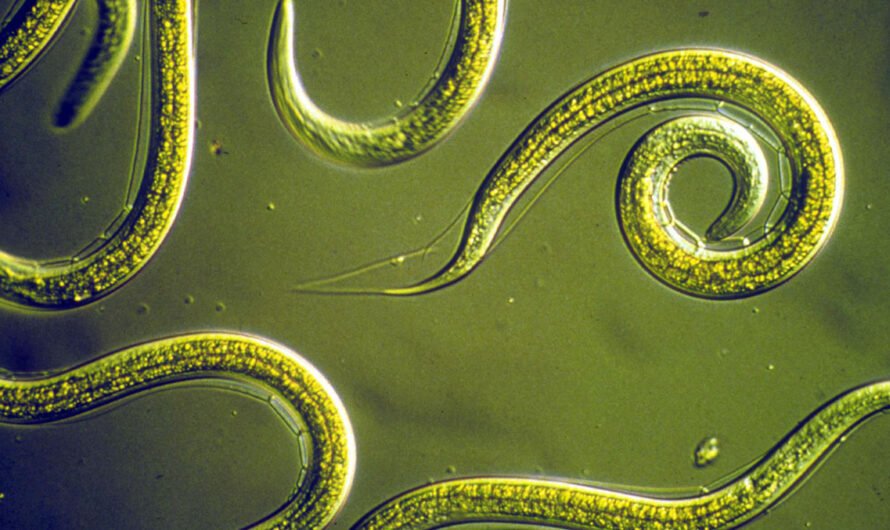 Ученые воскресили червей возрастом 46 000 лет, которые тут же начали размножаться